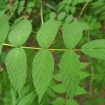 Rubus niveus برگ