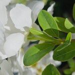 Exochorda racemosa Liść