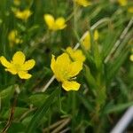 Ranunculus alismifolius Flower