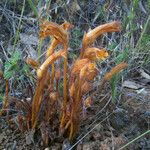 Orobanche fasciculata Hábito