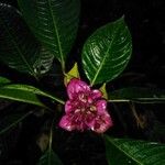 Psychotria guapilensis Floro