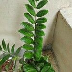 Zamioculcas zamiifoliaLeaf