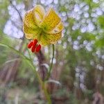 Lilium pyrenaicumBlomst