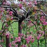 Malus × floribunda خشب