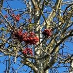 Sorbus aucupariaПлод