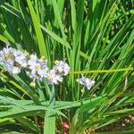 Libertia sessiliflora Çiçek