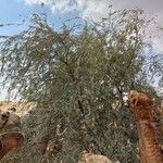 Prosopis cineraria عادت