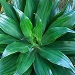 Dracaena fragrans List