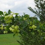 Ptelea trifoliata फल