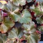 Begonia hydrocotylifolia Ліст