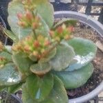 Kalanchoe crenataFlower