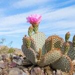 Opuntia basilaris 葉