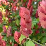 Justicia brandegeeana Flor