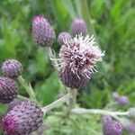 Cirsium arvenseFlors