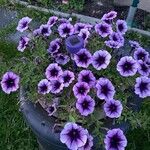 Petunia occidentalis Flors