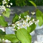 Prunus virginiana Floro