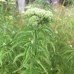 Eupatorium resinosum Flower
