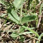 Veronica orsiniana Foglia