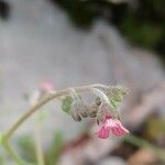 Cynoglossum montanum Цветок