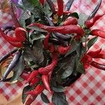 Capsicum frutescens Blad