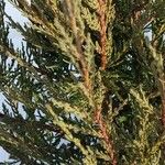 Juniperus scopulorum Feuille
