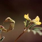Hippocrepis unisiliquosa Цветок