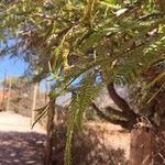 Prosopis juliflora Leaf