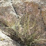 Muhlenbergia pauciflora موطن