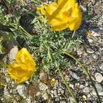 Glaucium flavum Flower