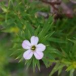 Diosma hirsuta 花