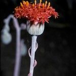 Kleinia grantii Flor