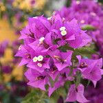 Bougainvillea glabraBloem