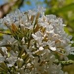 Buddleja albiflora Кветка