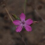 Dianthus lusitanus Flower