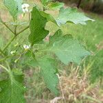 Solanum nigrum برگ