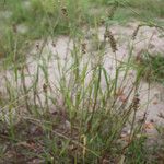 Cenchrus biflorus Habit