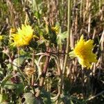 Sonchus asper অভ্যাস