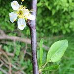 Prunus domestica Kwiat