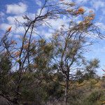 Grevillea excelsior Hábito