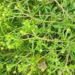 Potentilla tobolensis Habit