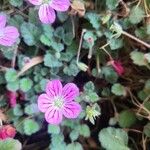 Erodium corsicum Çiçek