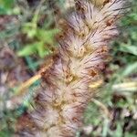 Cenchrus pedicellatus Fula