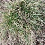 Carex tomentosa Feuille