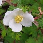 Rosa sericea Flower