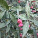 Euonymus europaeusFlower