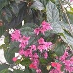 Clerodendrum umbellatum Flower