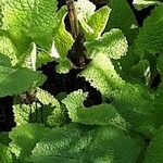 Salvia glutinosa Leaf