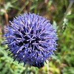 Echinops bannaticus പുഷ്പം