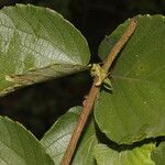 Gouania velutina Leaf