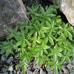 Potentilla alchimilloides Leaf